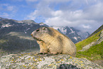 alpine marmot