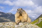 alpine marmot