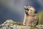 alpine marmot