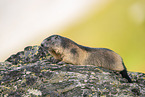 alpine marmot