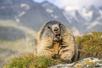 alpine marmot