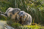 alpine marmot
