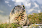 alpine marmot