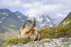 alpine marmot