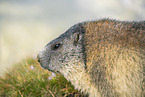 alpine marmot