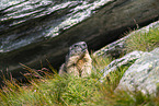 alpine marmot