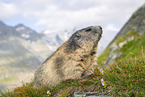 alpine marmot