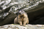 alpine marmot
