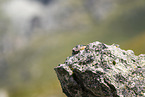 alpine marmot