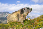 alpine marmot