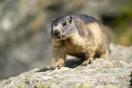 alpine marmot