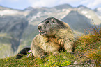alpine marmot