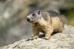 alpine marmot