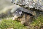alpine marmot