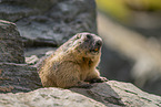 alpine marmot