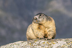 alpine marmot