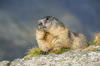 alpine marmot
