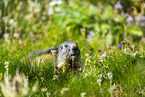 alpine marmot