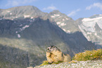 alpine marmot