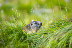 alpine marmot