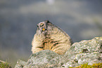 alpine marmot