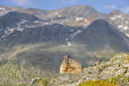 alpine marmot