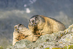 alpine marmot