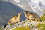 alpine marmot