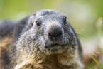 alpine marmot