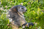 alpine marmot