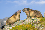 alpine marmot