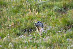 alpine marmot