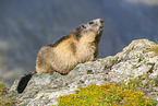 alpine marmot