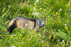 alpine marmot