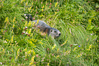 alpine marmot