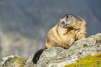 alpine marmot