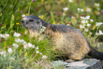 alpine marmot