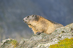 alpine marmot