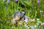 alpine marmot