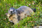 alpine marmot