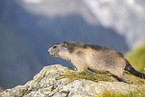 alpine marmot