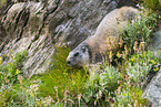 alpine marmot