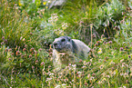 alpine marmot