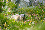 alpine marmot