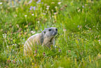 alpine marmot