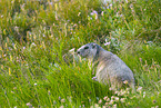 alpine marmot