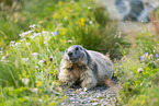 alpine marmot