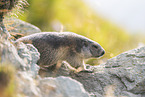 alpine marmot