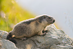 alpine marmot