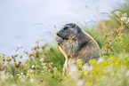 alpine marmot